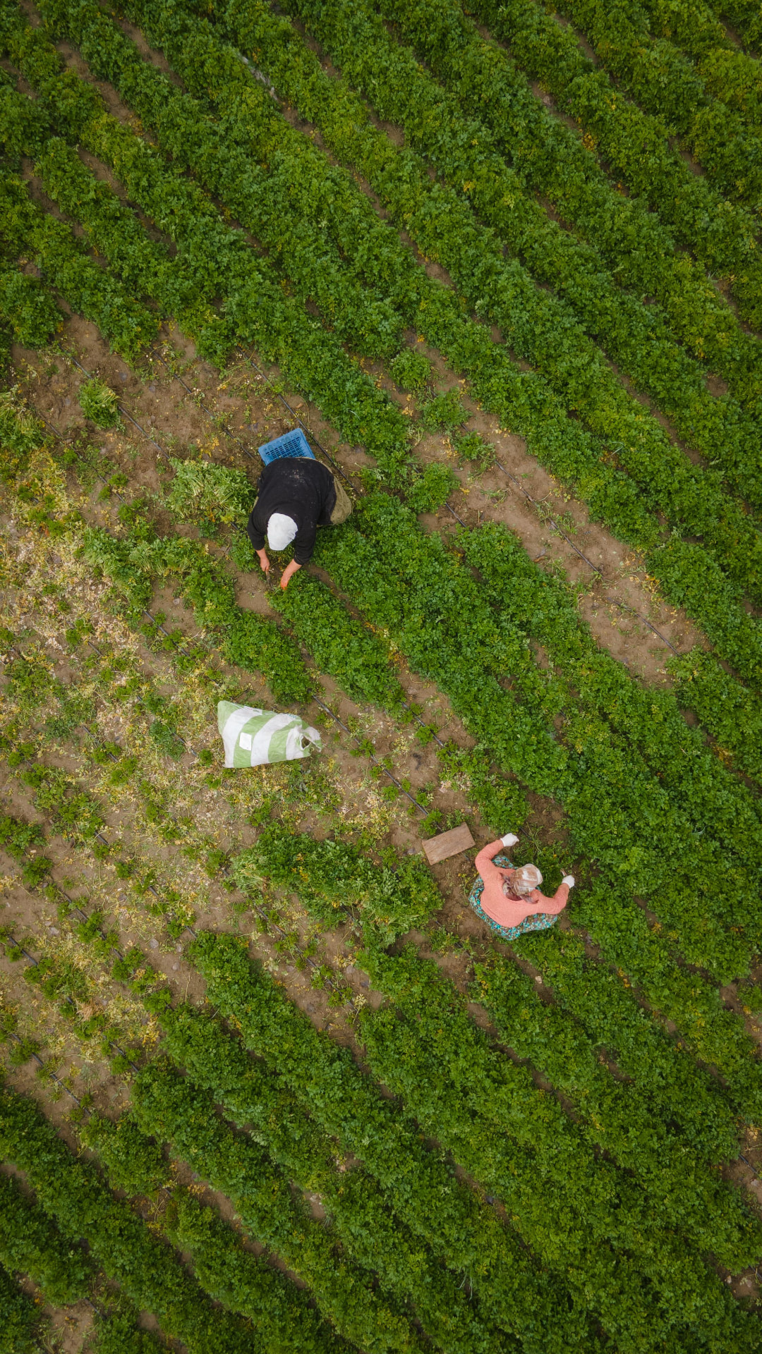 Farmer al lavoro visti dall'alto tra i filari